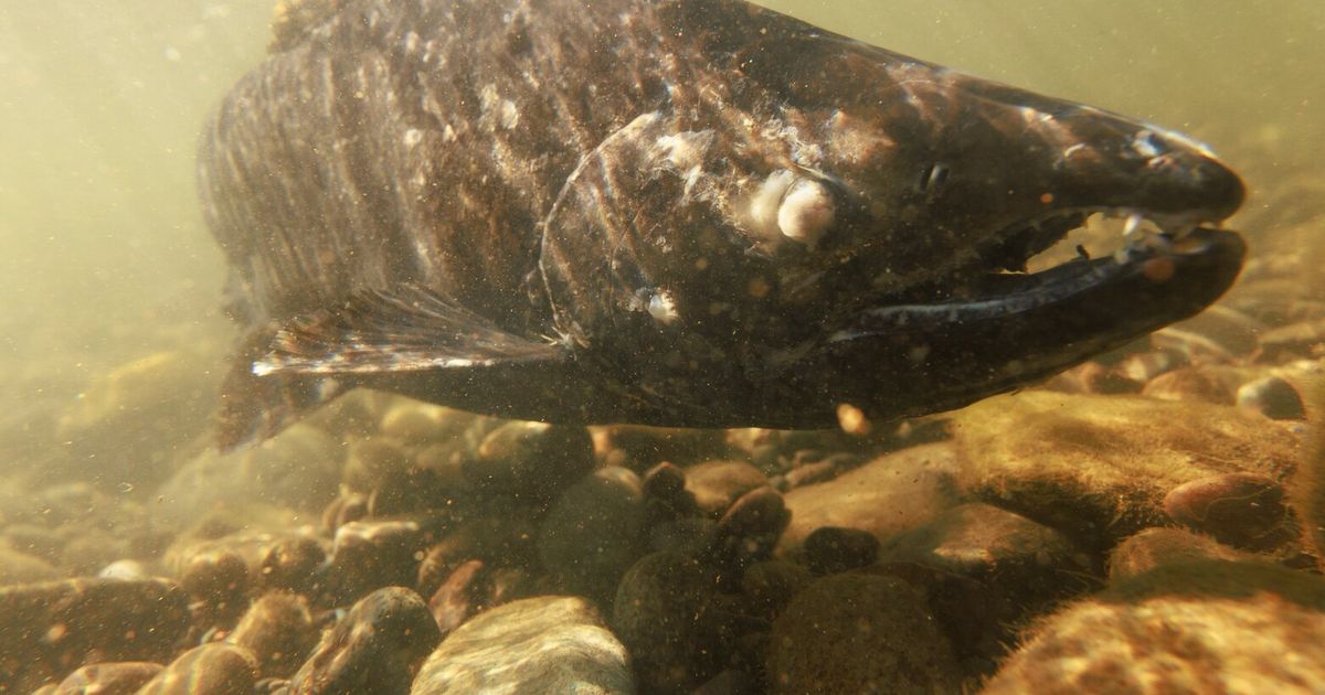 WA sues over federal endangered species rule change