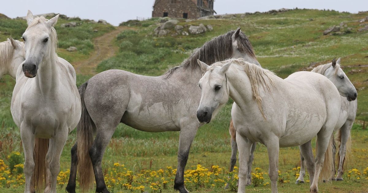 Police uncover scheme using fake horse passports to traffic animals