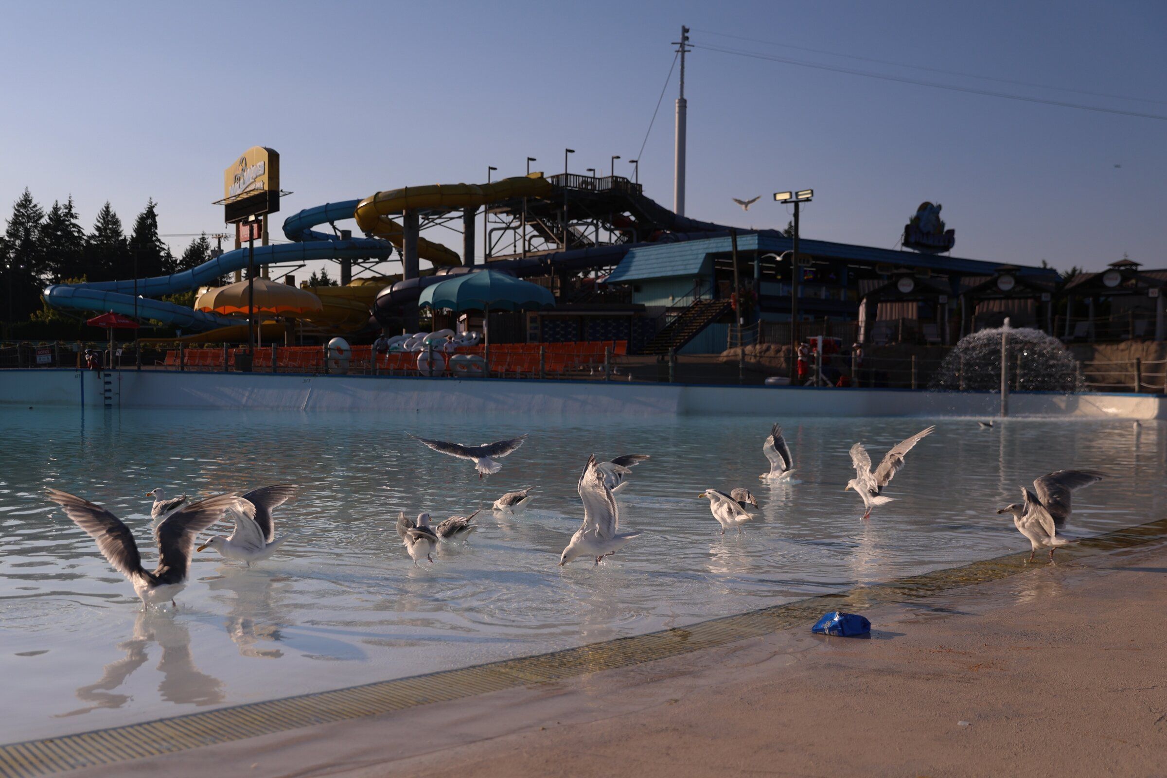 Seagulls land in the wave pool during Wild Waves’ closing on Aug. 18. (Genna Martin / special to The Seattle Times)