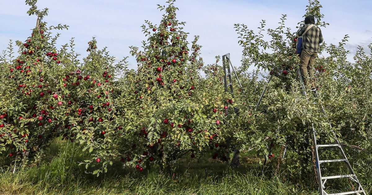 WSU student finds apple variety thought to be extinct