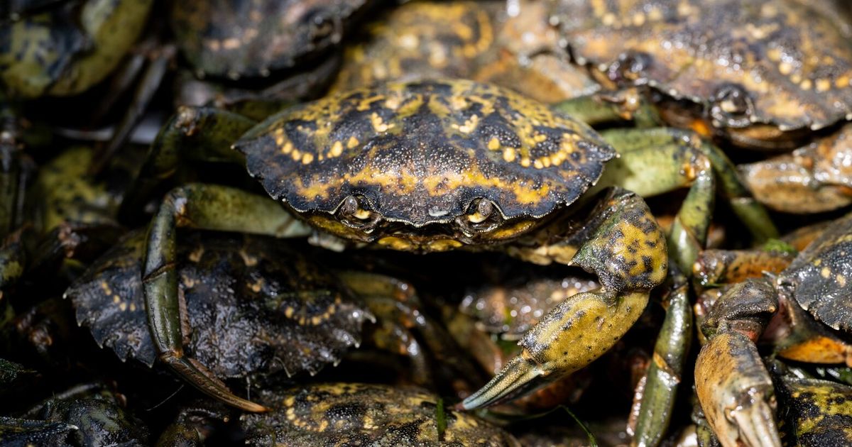 The race is on to stop an armored invader on the West Coast