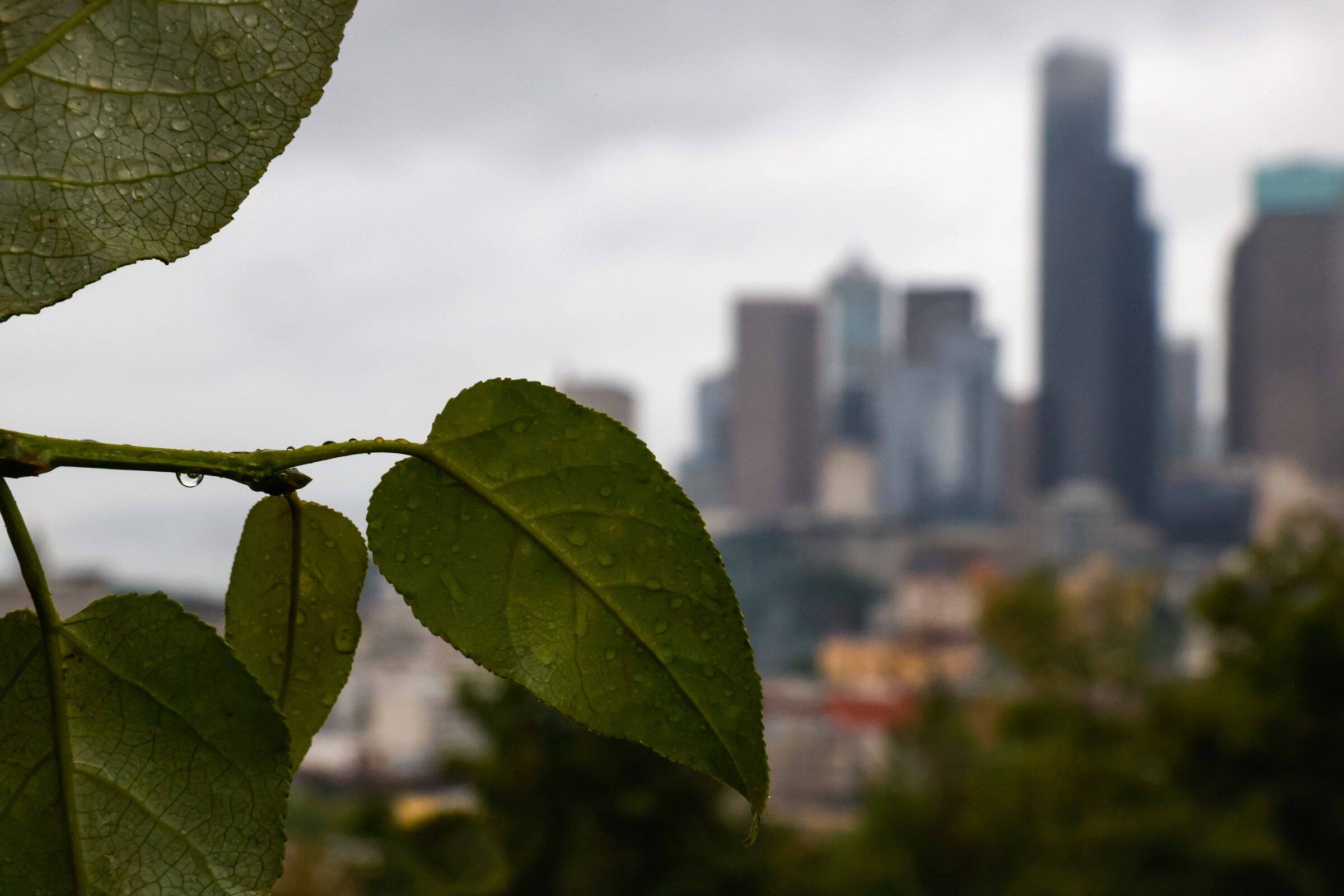 A drop of water hangs from a branch in José Rizal Park, with the Seattle skyline in the background on a rainy July day. (Andrew Burke-Stevenson / The Seattle Times)
