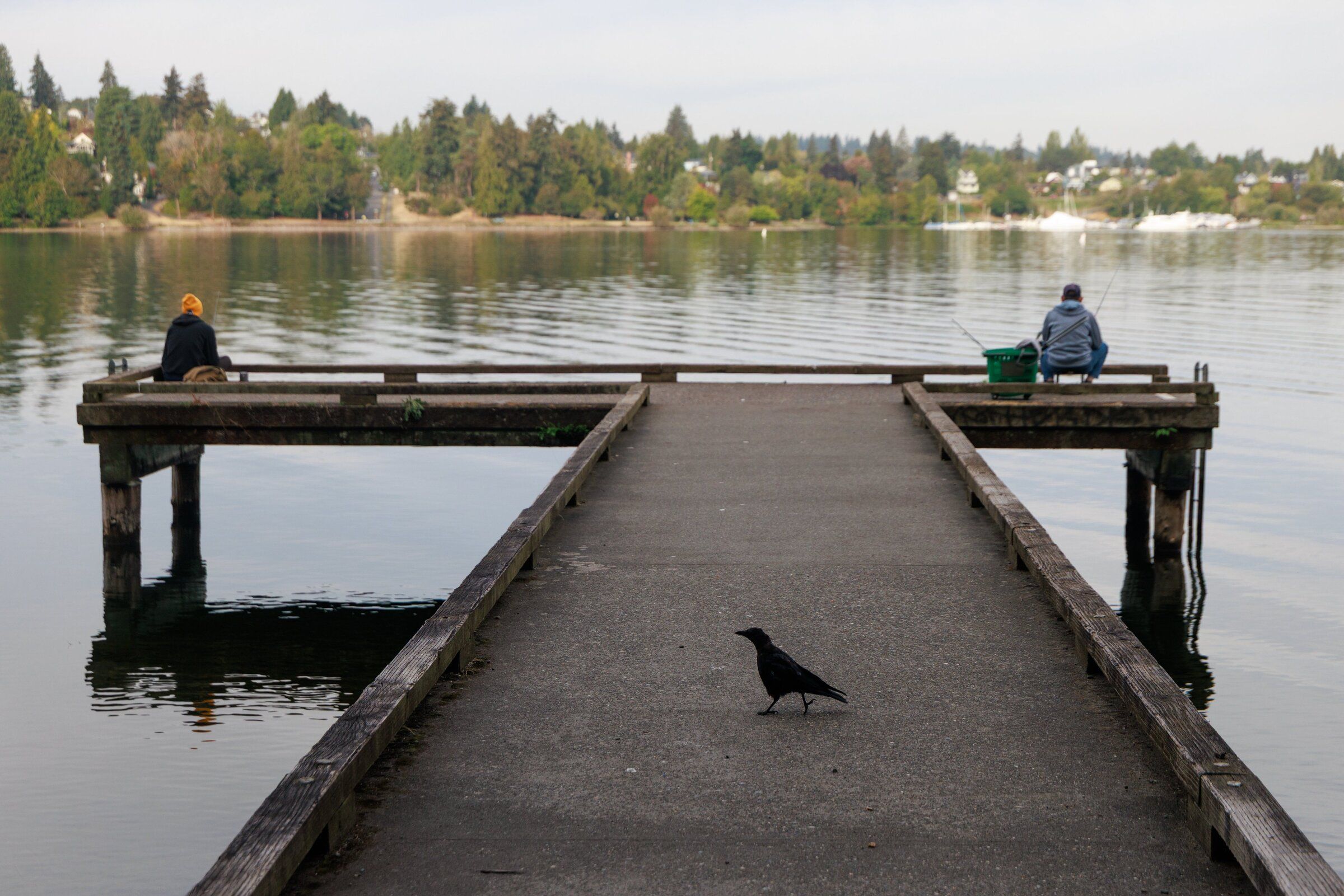 An American Crow walks along a dock at Seward Park while two people fish on Lake Washington. (Erika Schultz / The Seattle Times)