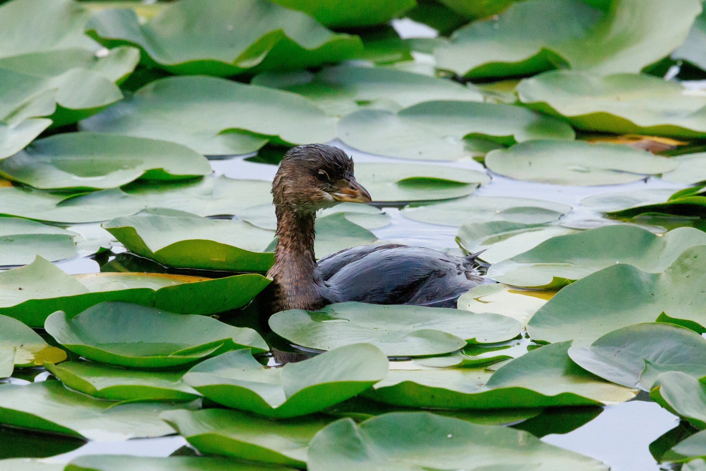 An American Coot swims among water lilies on Lake Washington at Seward Park in Seattle on Sept. 12. (Erika Schultz / The Seattle Times)