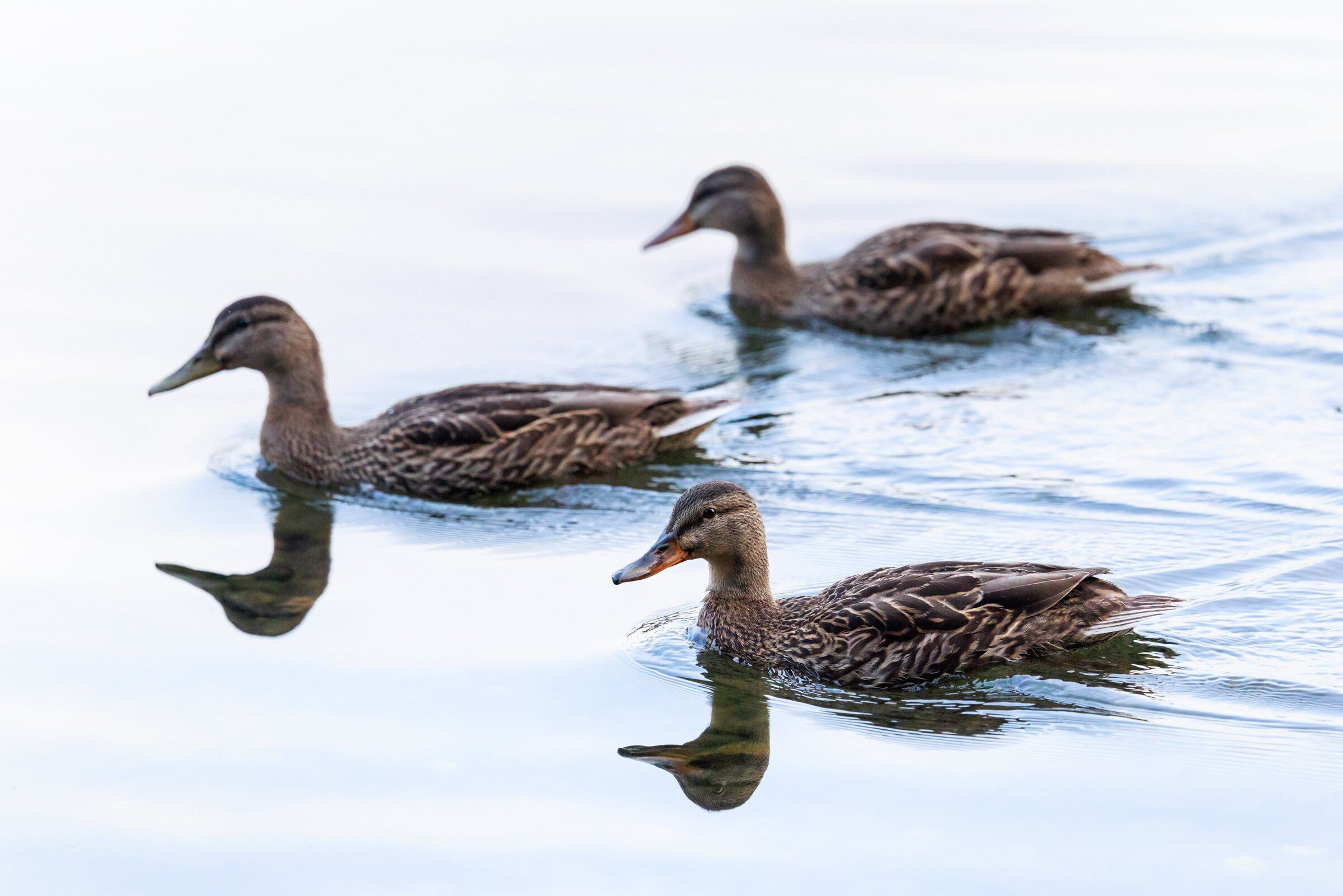 Mallards swim along the shores of Lake Washington at Seward Park. (Erika Schultz / The Seattle Times)