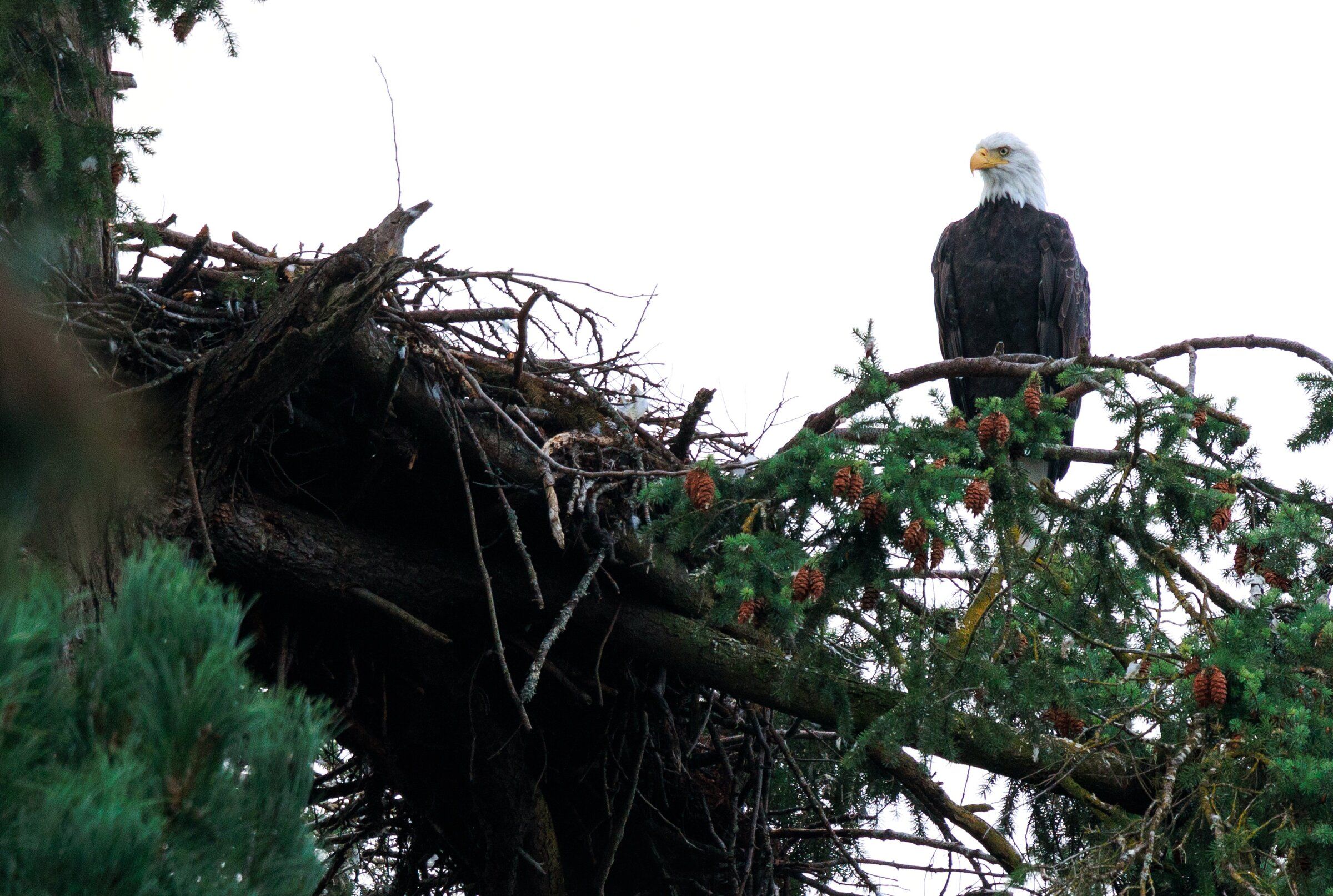 A Bald Eagle looks out over Seward Park from its nest early Saturday morning, Sept. 12. (Erika Schultz / The Seattle Times)