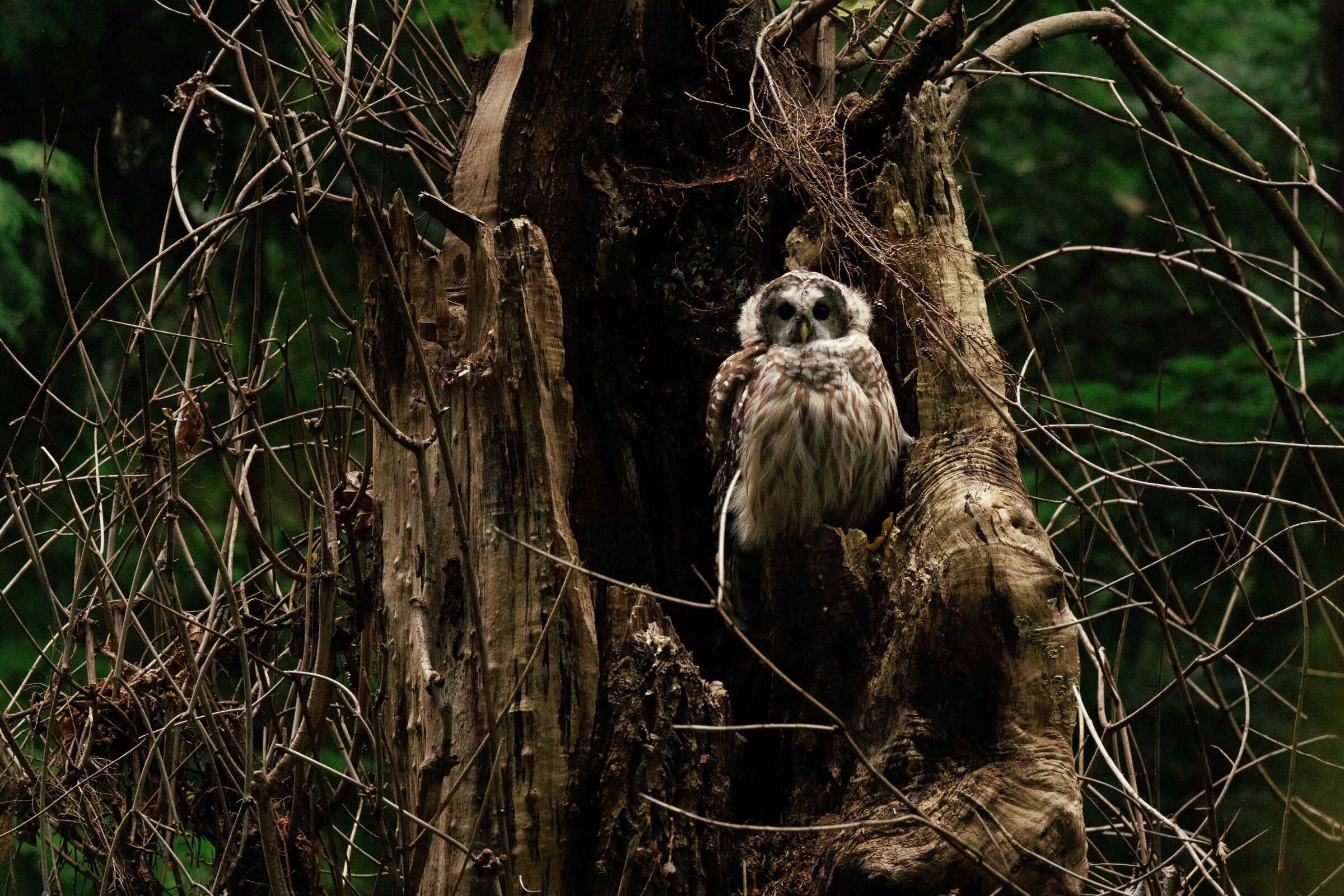 A Barred Owl perches in a tree near the upper section of Seward Park’s trail system on Sept. 12. (Erika Schultz / The Seattle Times)