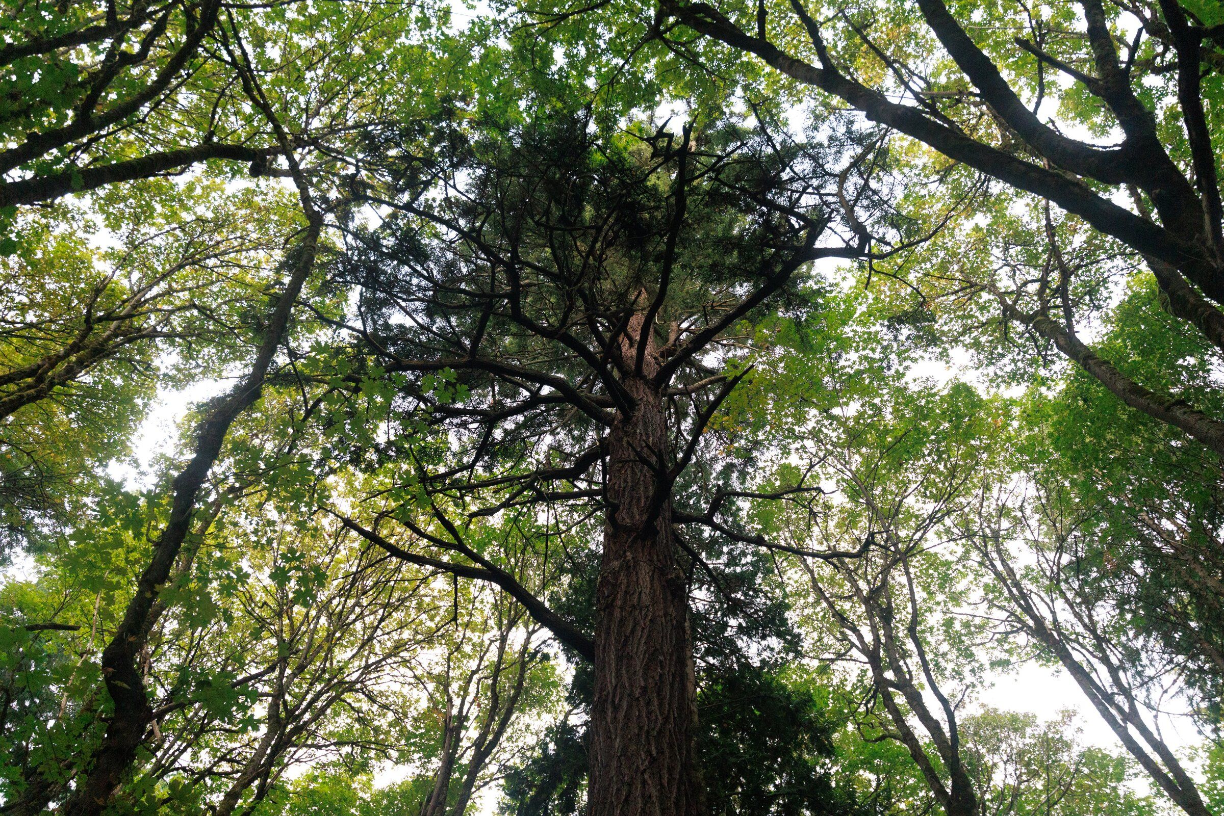 Seward Park contains one of Seattle’s oldest forest stands, including this Douglas fir with a burn mark on its trunk. (Erika Schultz / The Seattle Times)