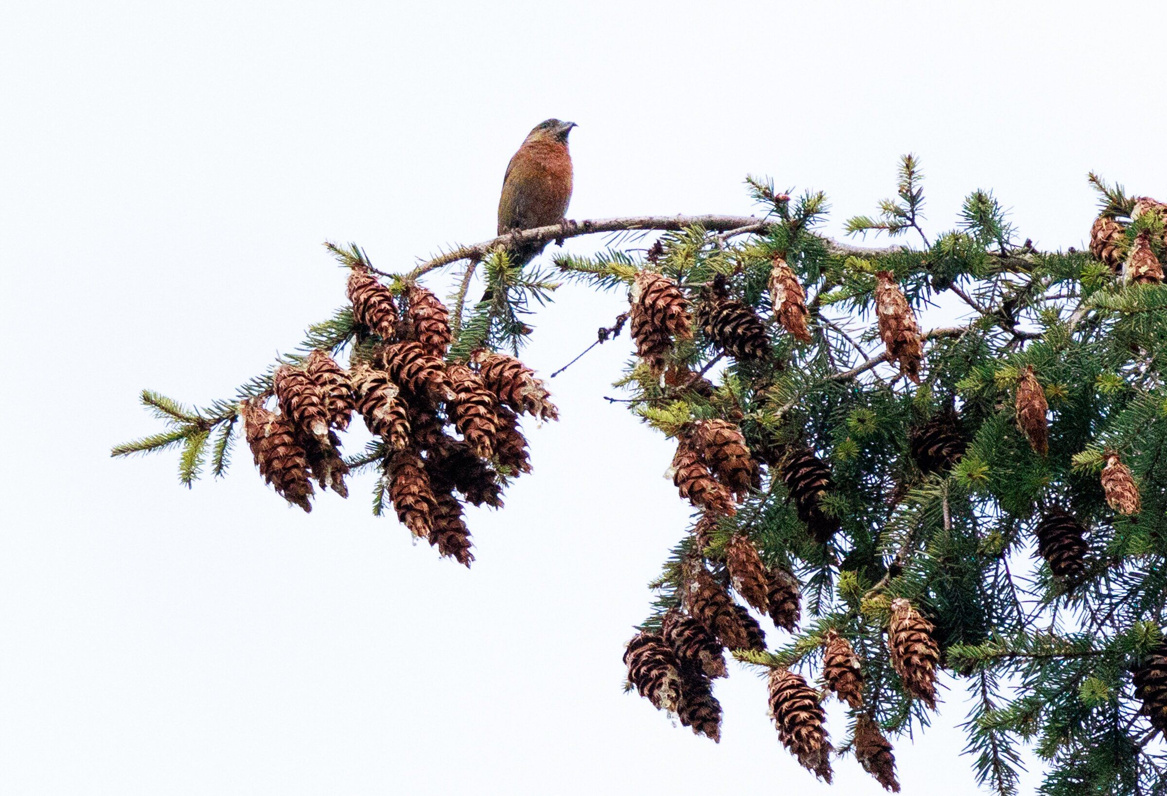 A Red Crossbill perches on a branch above Lake Washington at Seward Park. (Erika Schultz / The Seattle Times)
