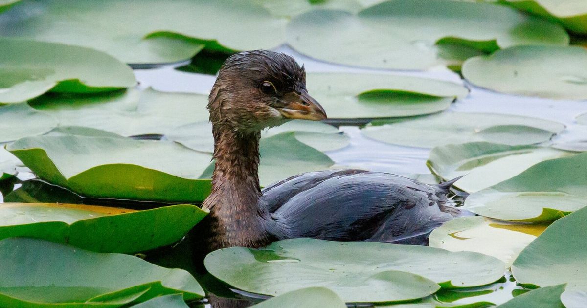 Why are Seattle’s birds in decline?