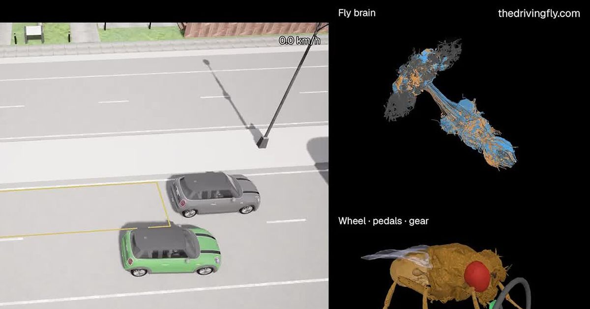Is there anything a fruit fly brain can’t do?