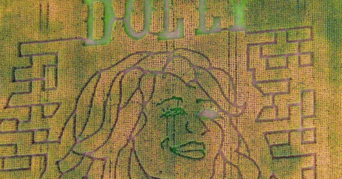 Dolly Parton corn mazes crop up in fields nationwide
