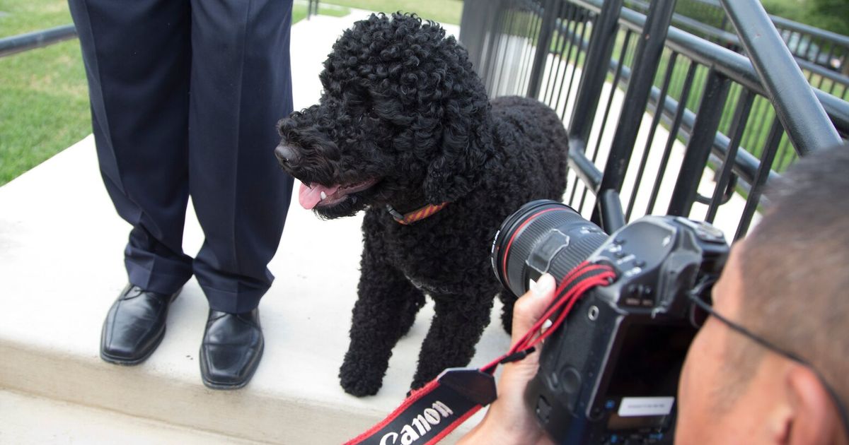 The Obamas’ family dog Sunny dies, the former president says
