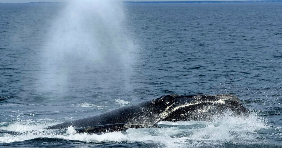 Trump administration moves to gut a core endangered species protection