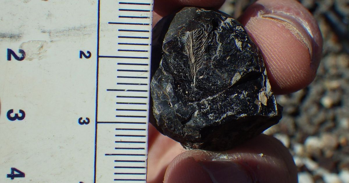 Feather found in dinosaur poop might explain how birds beat extinction