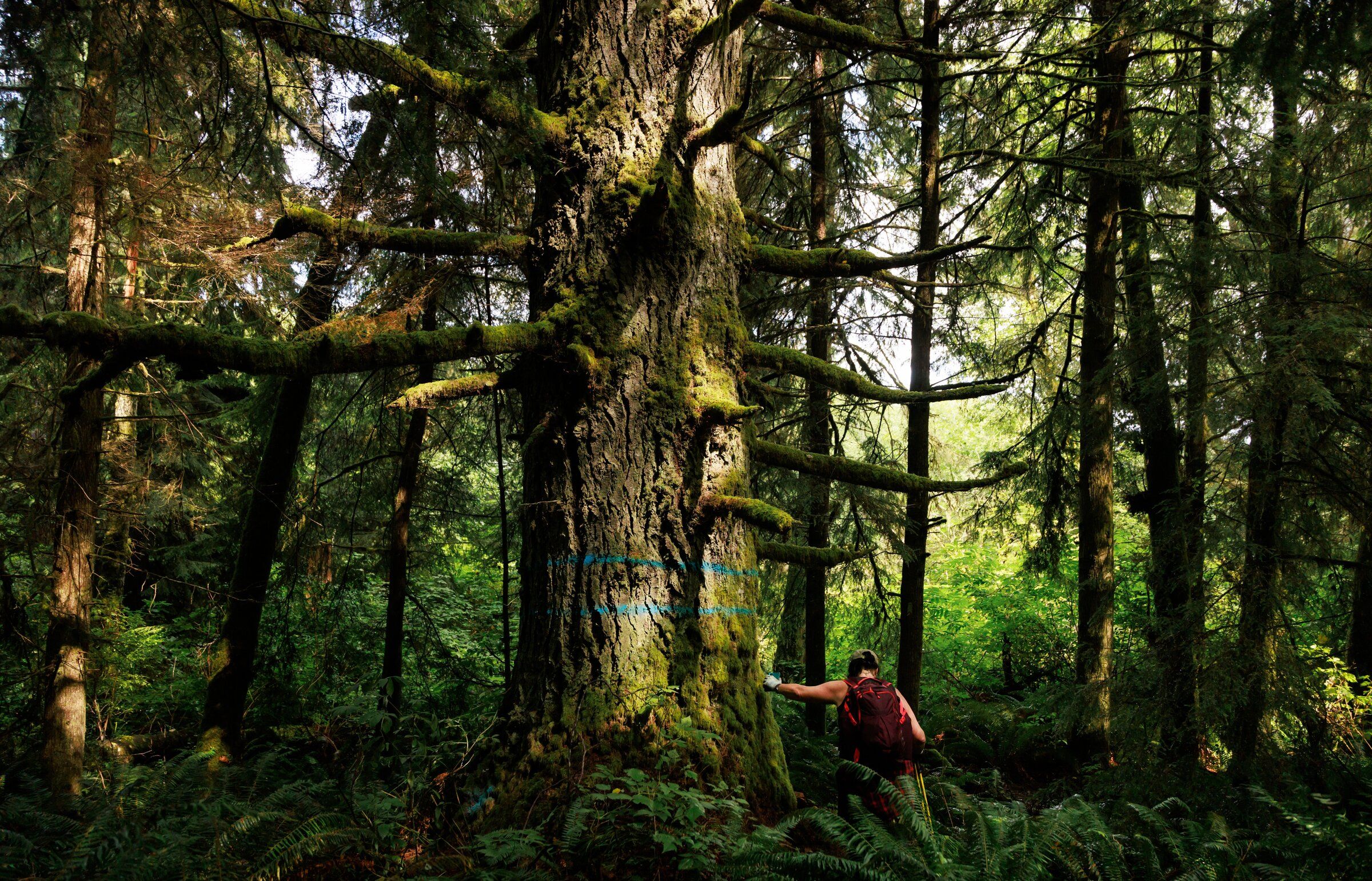Margo Polley touches a giant tree, marked for preservation, as she and others walked through the Doc Holliday timber sale in Clallam County in September 2024. (Erika Schultz / The Seattle Times)