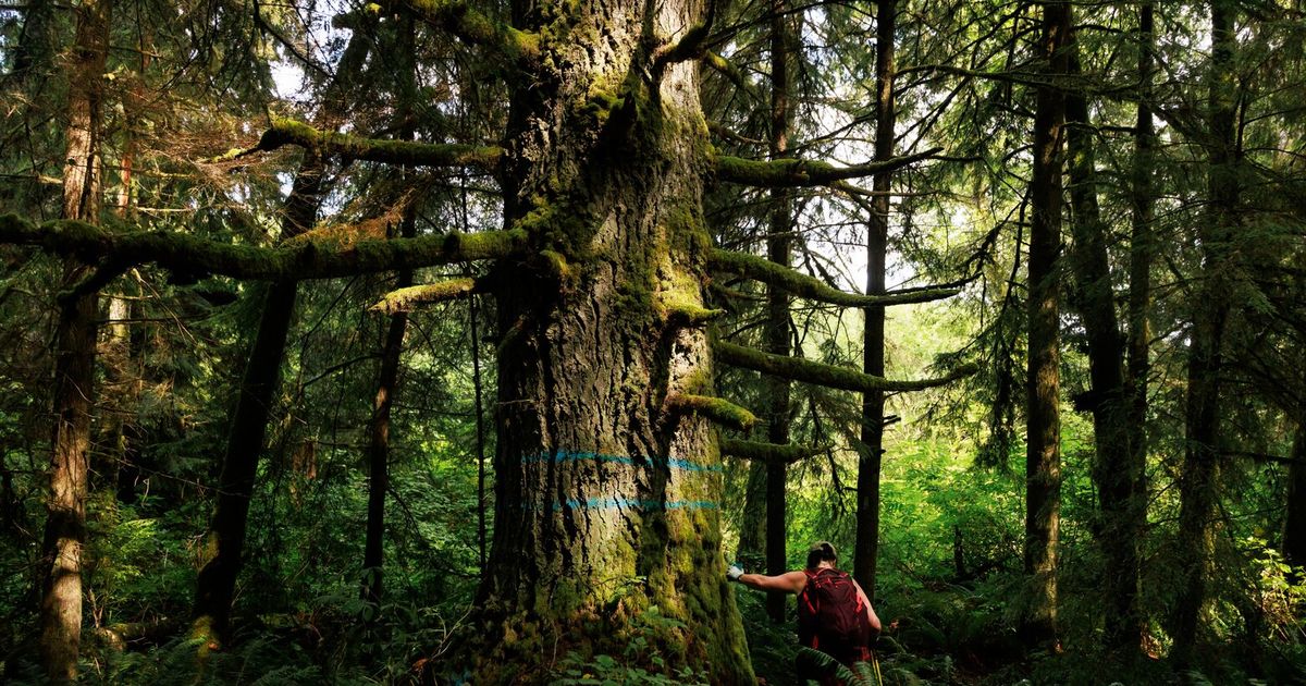 Trees in WA temperate rainforest spared from chopping block
