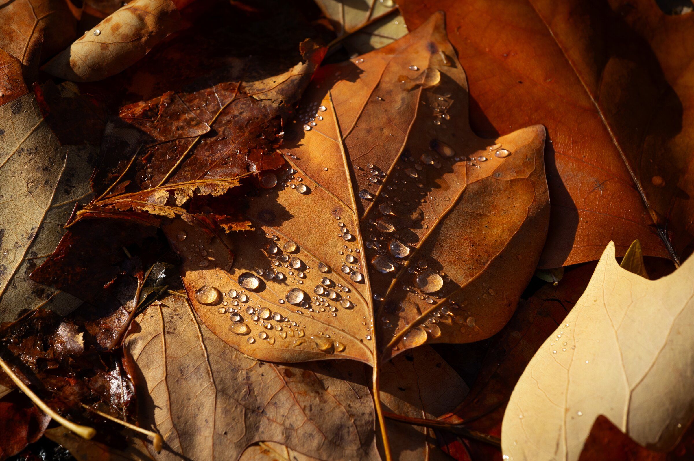 After a sunny, warm and summery weekend, Seattle will ease into fall this week. (Ken Lambert / The Seattle Times, 2023)