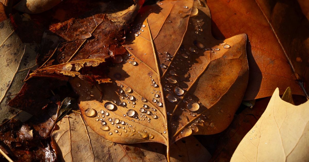 Seattle fall equinox weather: ‘Cool start’ as clouds roll in
