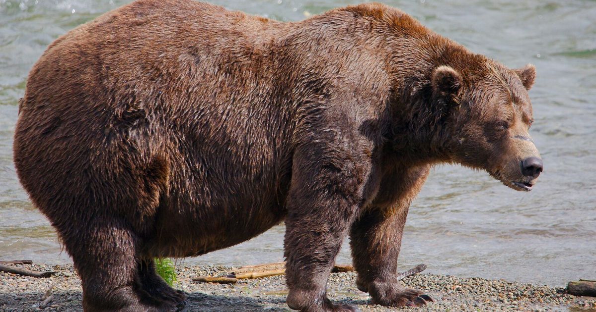 Fat Bear Week opens for Alaska’s heavyweight crown. Can Chunk, the 1,200-pound champ, win again?
