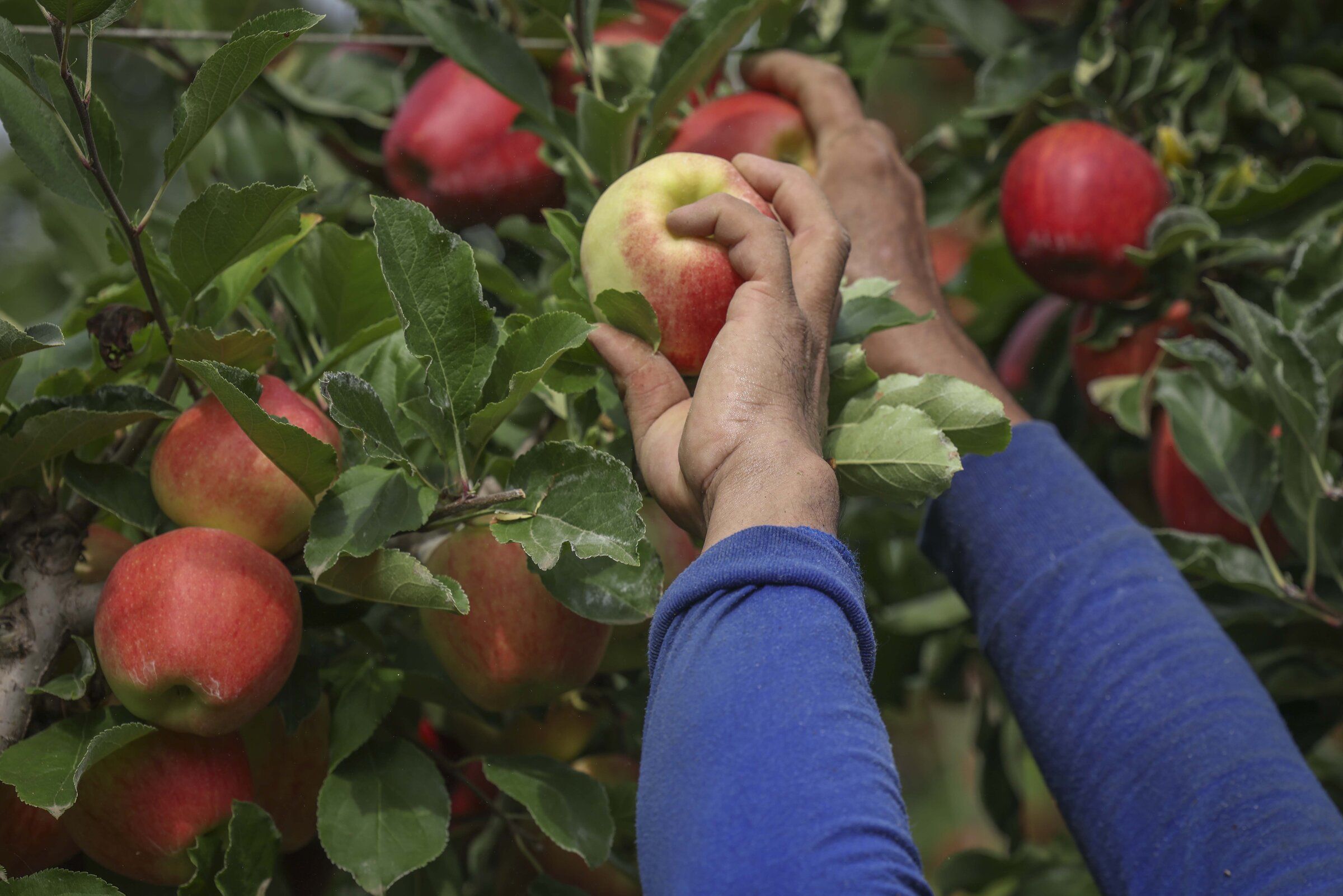 Apple harvest in a Mattawa orchard on Friday, August 21, 2026. (Ivy Ceballo / The Seattle Times)