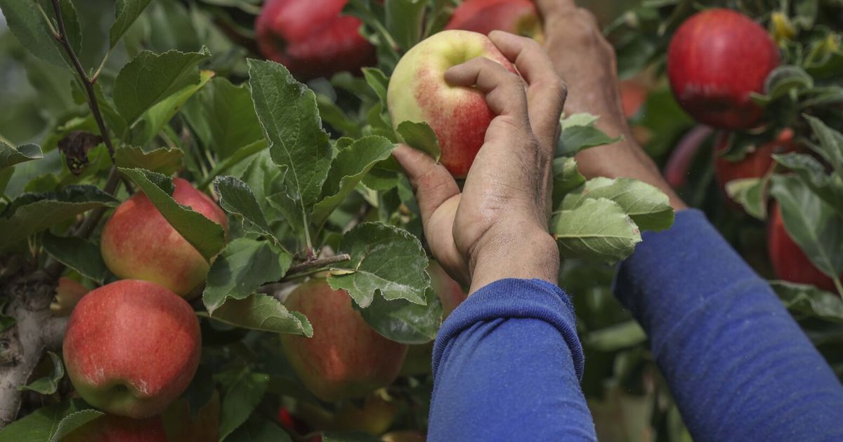 WA fruit group drops apple harvest forecast