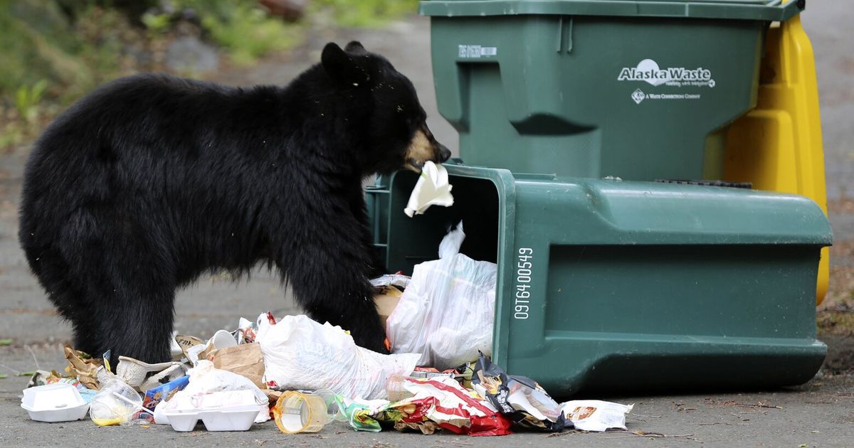 Anchorage sees surge in bears killed, with unsecured trash a factor