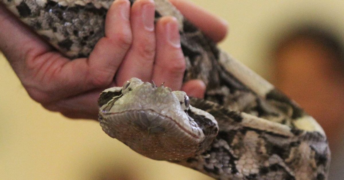 Incredibly venomous African viper is loose in SoCal neighborhood, police say