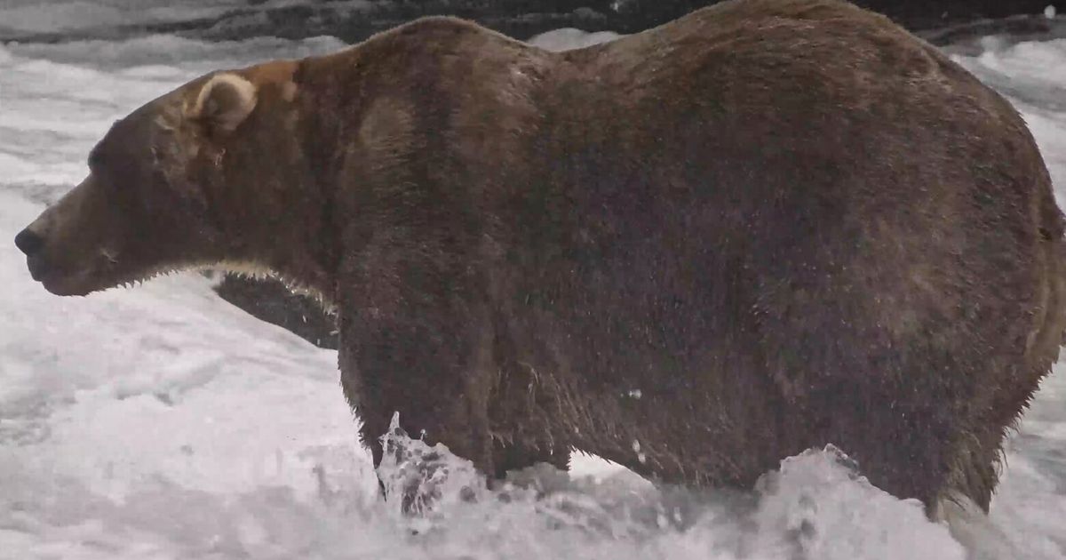 The final showdown of Alaska’s Fat Bear Week comes down to heavyweights Bear 910 and Backpack
