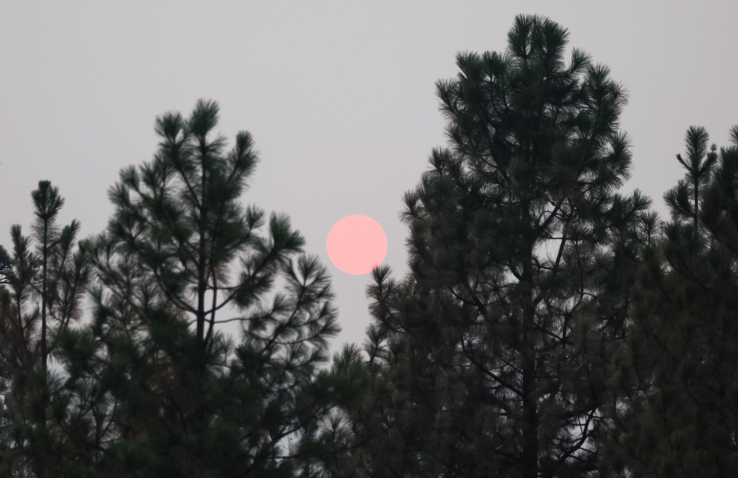 The sun burns orange as smoke from wildfires burning clogs the sky on Aug. 6 near Inchelium, Ferry County. (Nick Wagner / The Seattle Times)