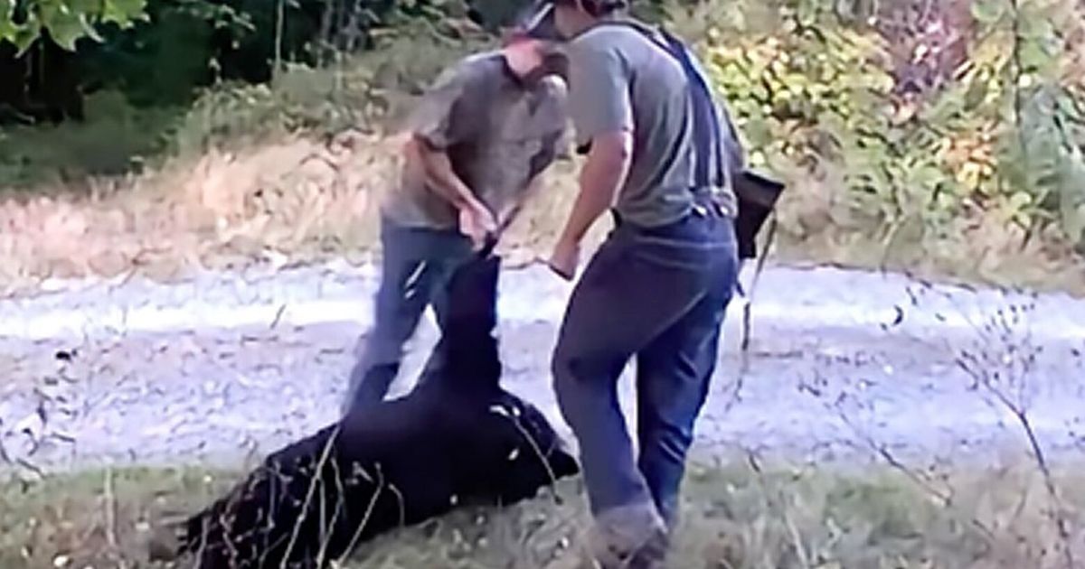 Video shows men suspected of poaching black bear near Oso