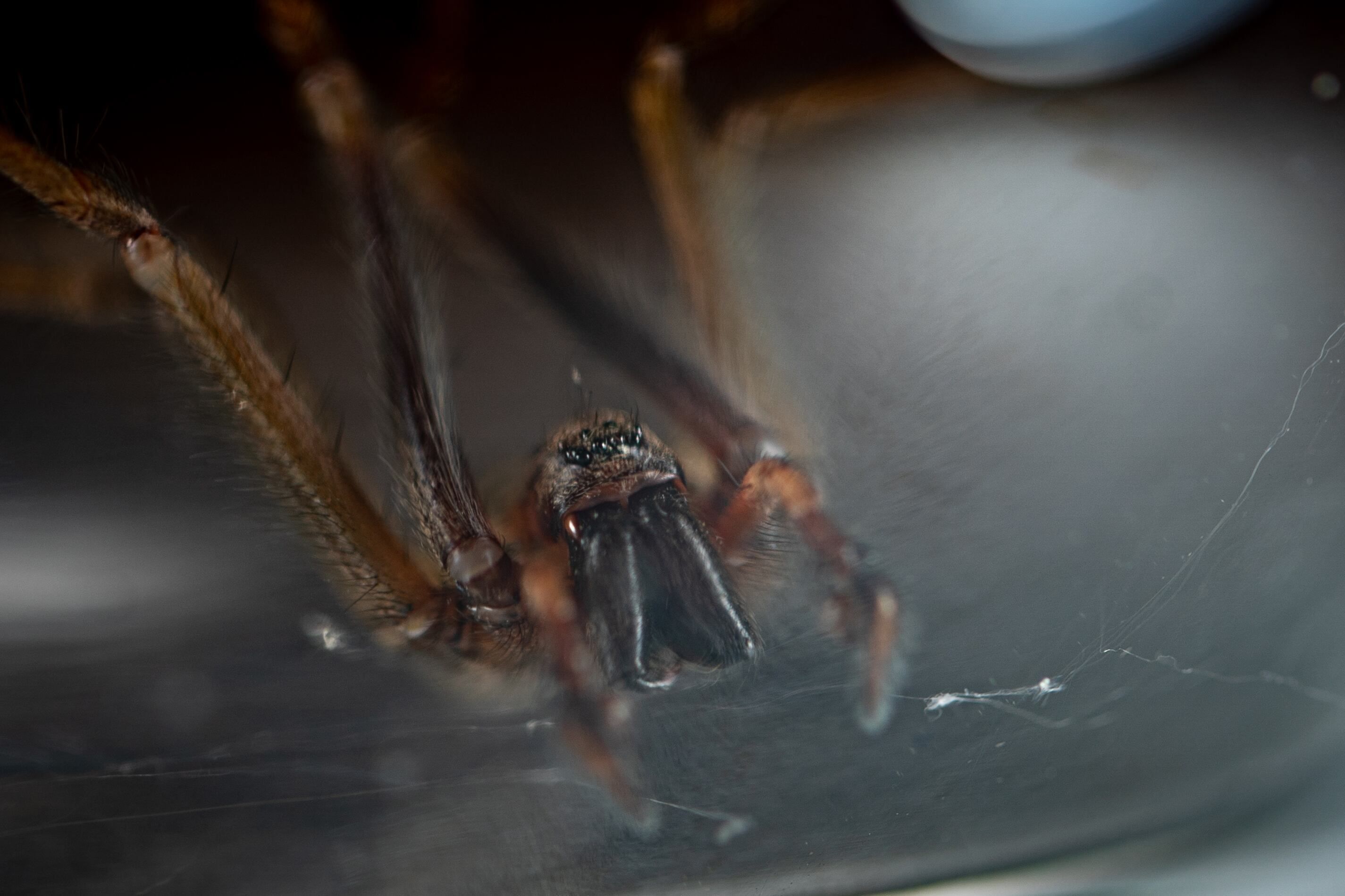 A male Eratigena atrica, also known as a giant house spider, in Portland, Oregon, on Aug. 2, 2024. The spider was found crawling out of a pile of scattered laundry. (Mark Graves/oregonlive.com/TNS)