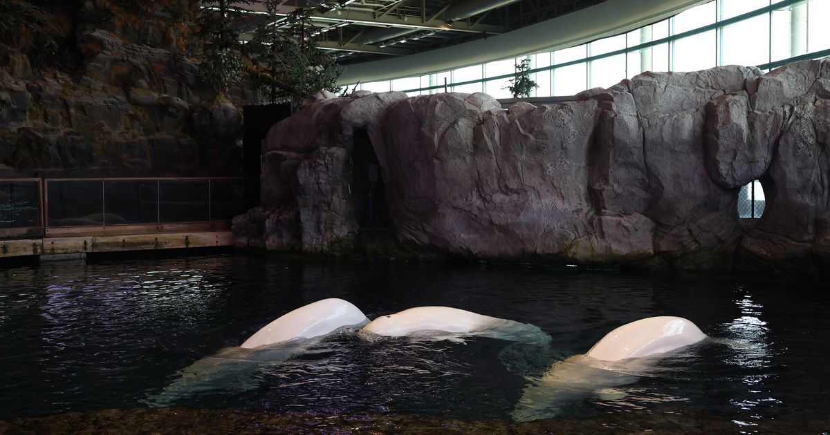 Multiple belugas have died at Shedd Aquarium since dramatic rescue from Canada. Activists say the transfers happened too quickly.