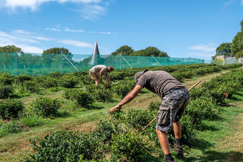 Tea-sipping nation warms up to growing it, too