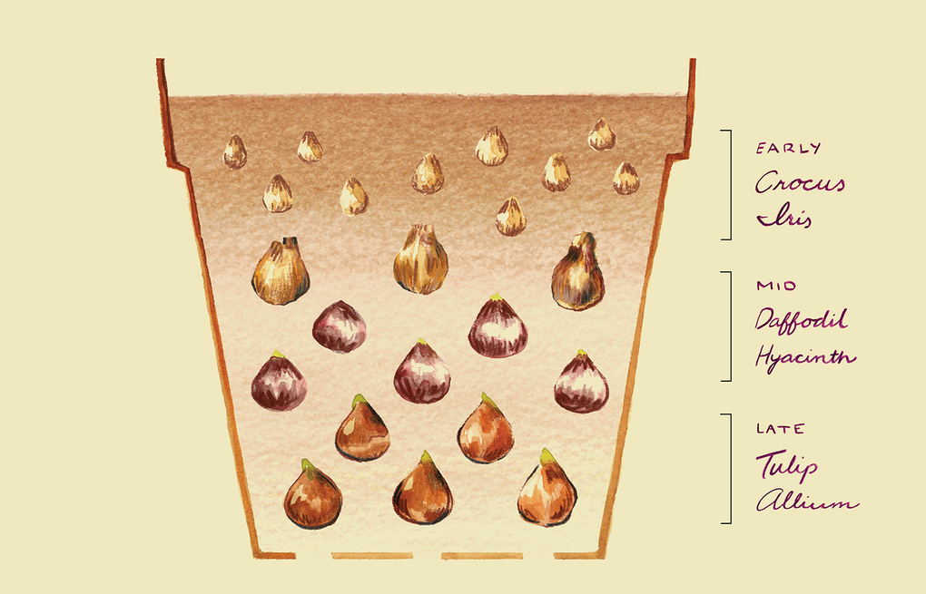 Get continuous spring blooms by planting a ‘bulb lasagna' this fall
