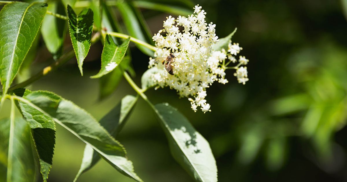 Sponsored: The growing opportunity for elderberries in PNW landscapes