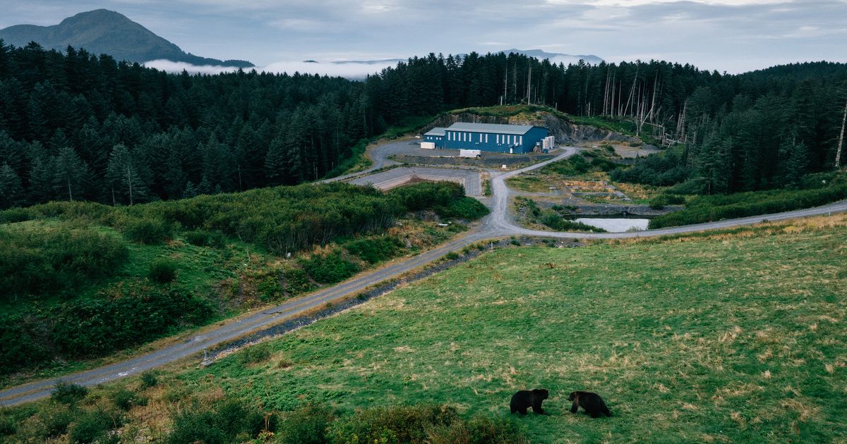This island loves its bears. If only they’d stop eating trash
