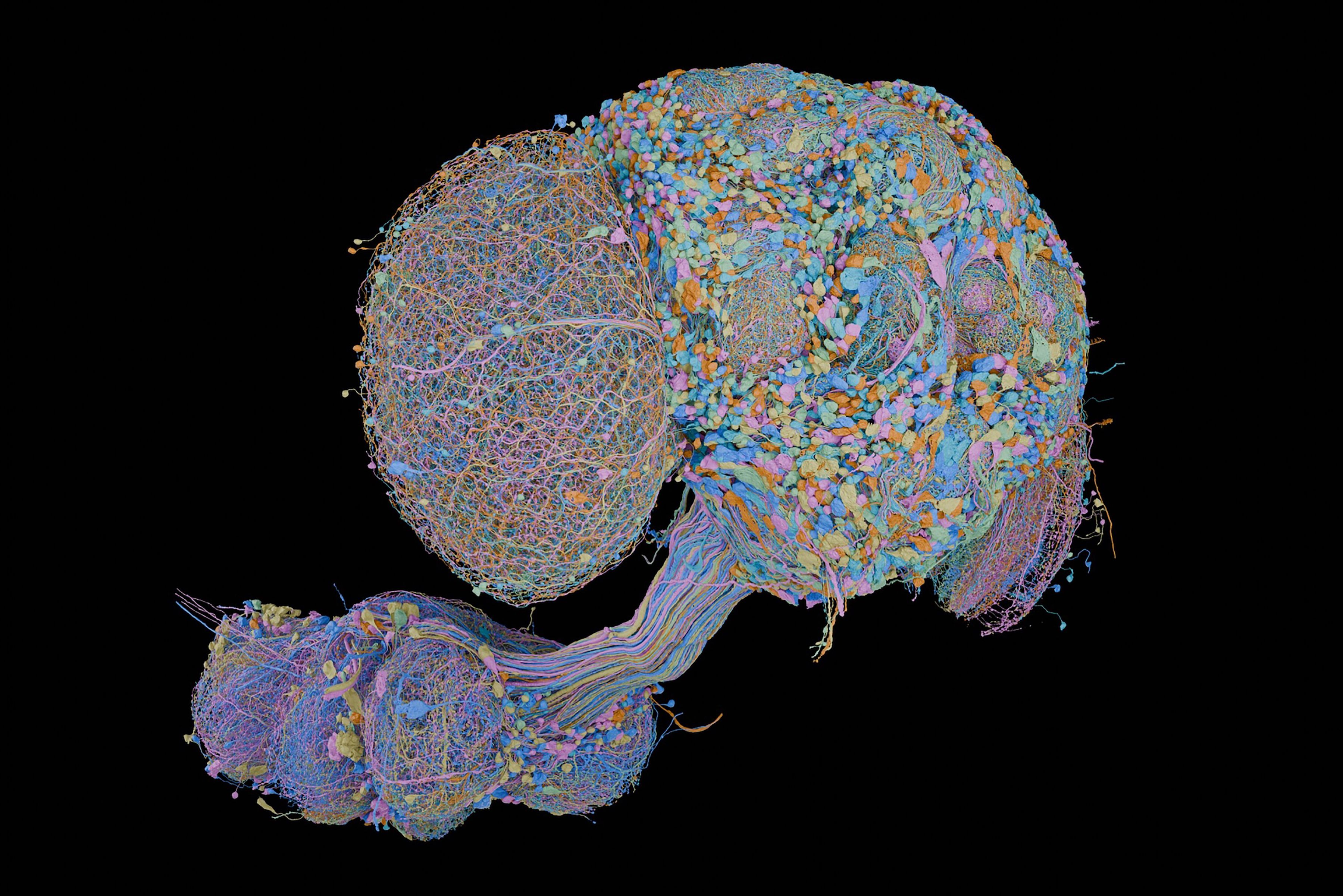 Is there anything a fruit fly brain can't do? | The Seattle Times