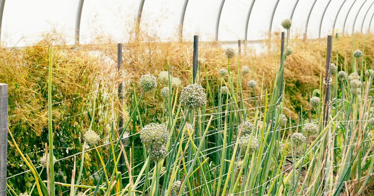 Harvesting seeds for more resilient plants