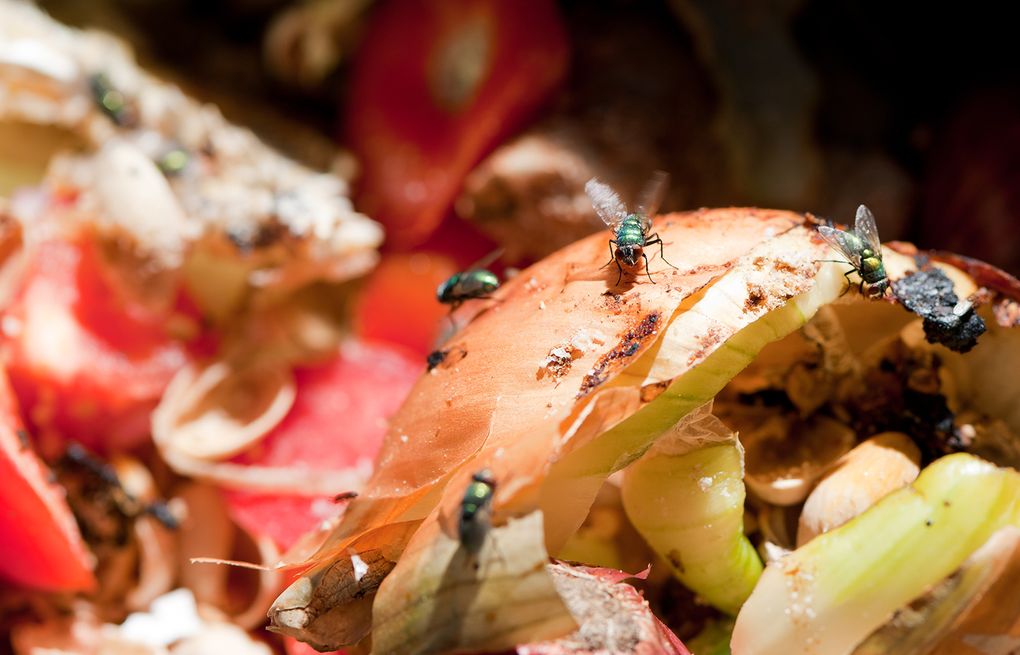 How to keep houseflies away
