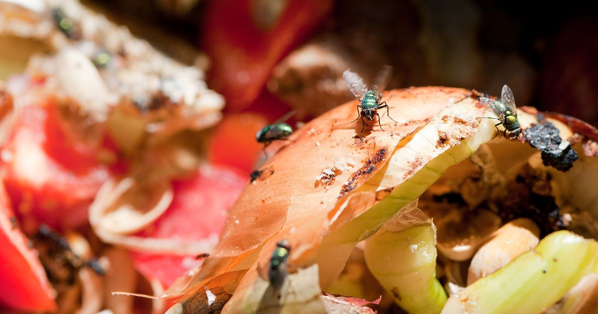 How to keep houseflies away