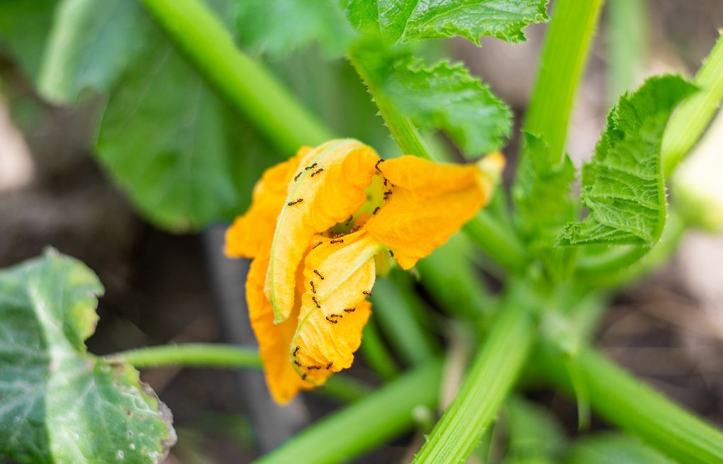 Safe ways to eliminate garden ants