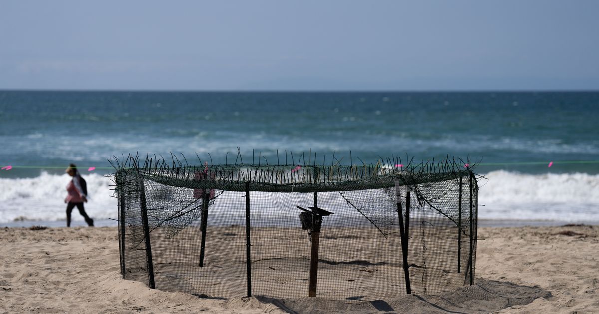 Agency says sea turtle eggs laid on California beaches are a first for the US West Coast