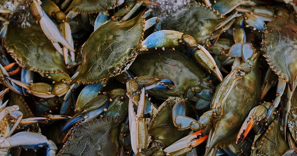 Italy has started exporting a delicacy prized abroad, reviled at home