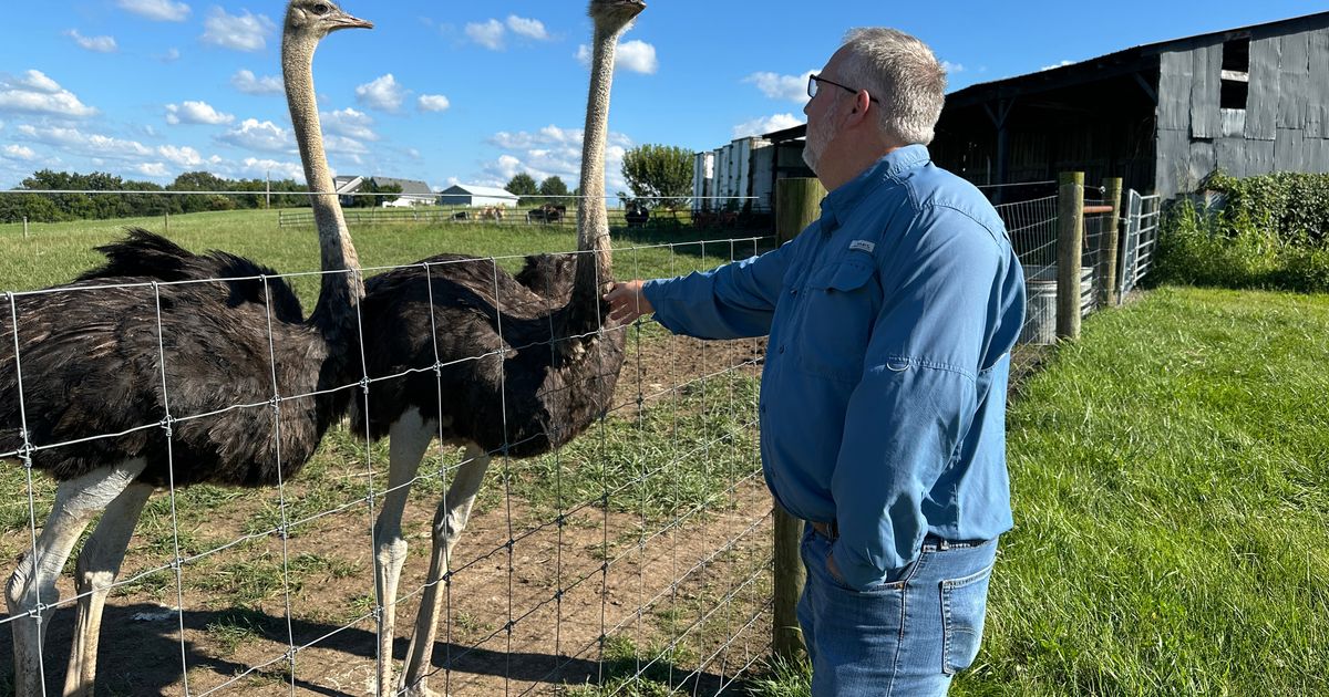 A Kentucky man with a meat allergy was craving a burger. So he got into ostrich farming