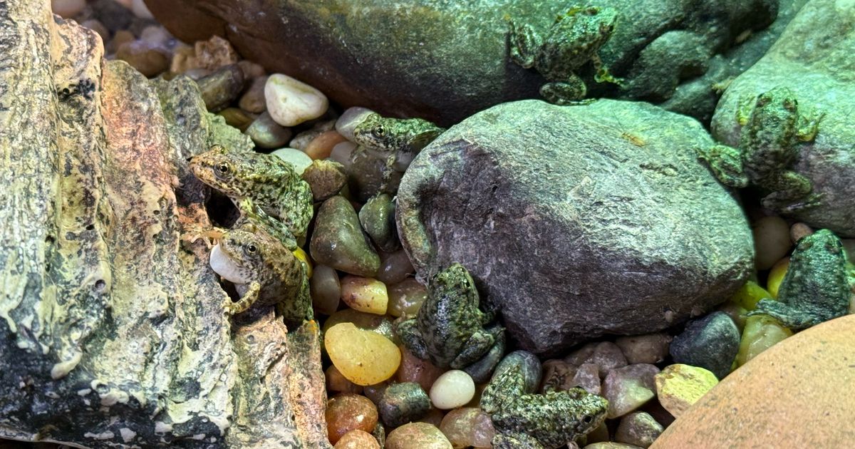 An endangered frog nursery in LA cares for hundreds of tadpoles until they’re ready for the wild