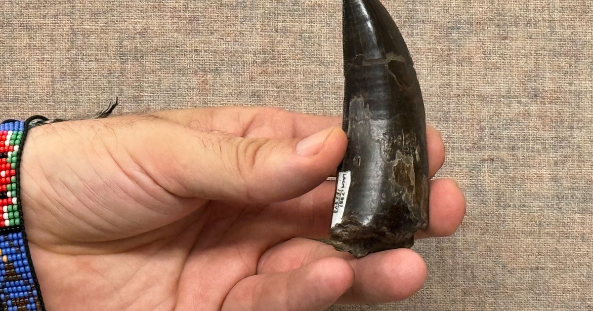 The T. rex had a body temperature similar to our own, study finds
