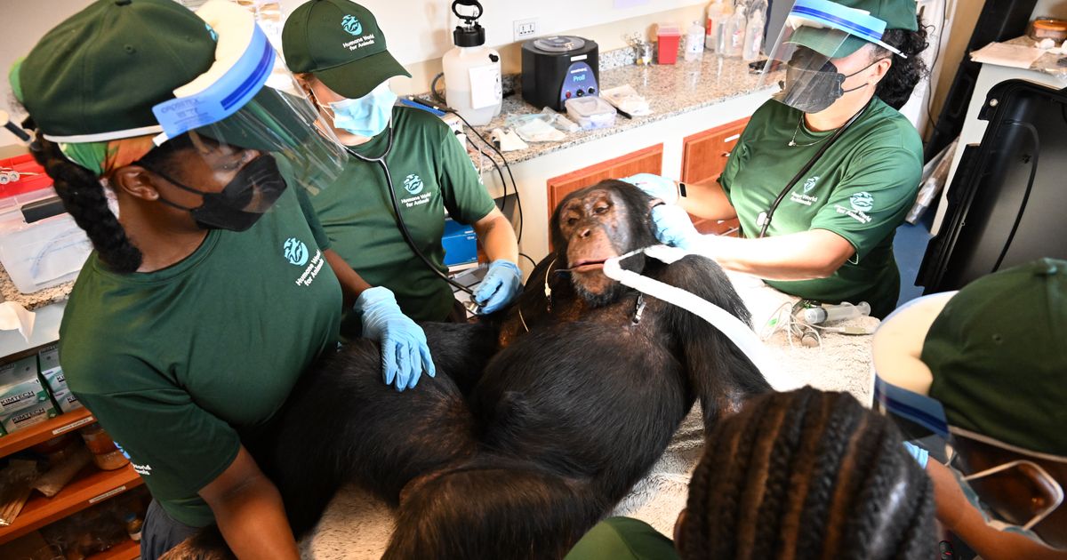 Chimpanzees once used for vaccine research get health checks as part of long-term care