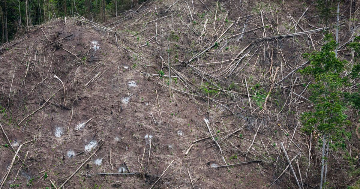 Japan’s biomass energy boom threatens further deforestation in Indonesia