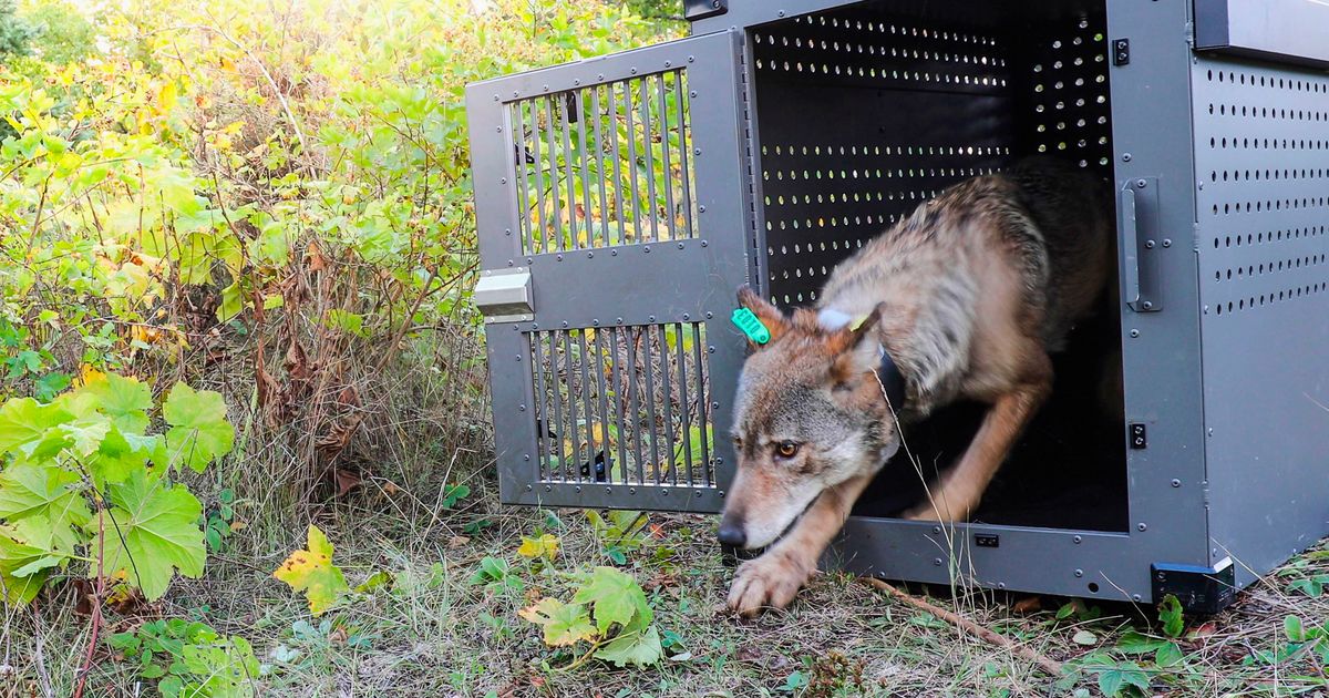 Isle Royale wolves inbred but likely to survive, study says